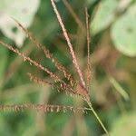 Image result for Microstegium fasciculatum
