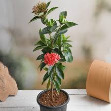 Image result for Ixora laurentii