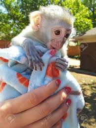 Baby starters sock monkey satin green security blanket w/ orange scarf 2014. Adorable Baby White Faced Capuchin Monkeymonkey In A Blanket Stock Photo Picture And Royalty Free Image Image 102143754