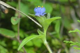 Image result for Cyanotis vaga