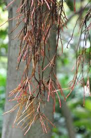 Image result for Ficus trichopoda