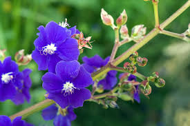 Image result for Mechowia grandiflora