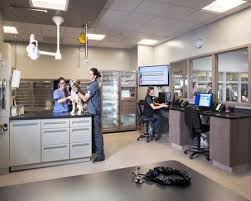 Pin On Veterinary