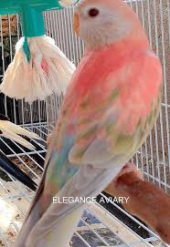 Bird Aviary For Sale Durban The Gorgeous Pink Mutation Male Named Buster Beautiful Bird I Would Love To Have One Someday Pet Birds Budgies Bird Birds