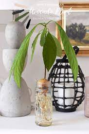 Growing An Avocado Plant From Seed Avocado Plant From Seed Avocado Plant Grow Avocado