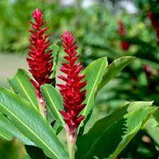 Ginger has several types, one of them is red ginger. Buy Alpinia Purpurata Red Ginger Plant Online At Plantsguru Com