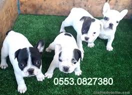 Yer Izmir Bornova Safkan Anne Ve Baba Yaninda Mukemmel Guzellikte Erkek Ve Disi French Bulldog Yavrular Secip Alma Imkaniyla V Bulldog Yavrulari Bulldog Buldog