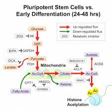 The glycolytic inhibitors can also be targeted towards malignancies associated with cellular resistance to conventional drugs and radiation therapy. Glycolysis Mediated Changes In Acetyl Coa And Histone Acetylation Control The Early Differentiation Of Embryonic Stem Cells Sciencedirect