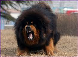 Caucasian Ovcharka Russian Bear Dog Apparently They Re Incredible Guard Dogs The Soviet Union Used Them Russian Bear Dog Tibetan Mastiff Tibetan Mastiff Dog