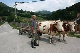 Instagram masayu anastasia diblokir oleh lembu. Bullock Cart Wikipedia