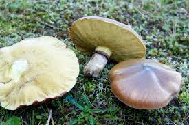 Essbare Pilze Die Bekanntesten Waldpilze Gartenlexikon De