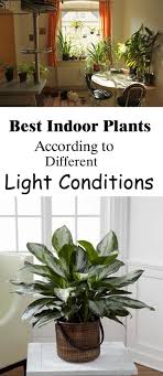 Best Indoor Plants According To Different Light Conditions Best Indoor Plants Easy House Plants Plants