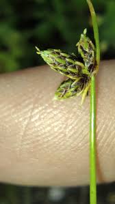Image result for Isolepis setacea