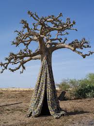 Image result for Mayaca baumii