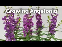 Image result for Angelonia