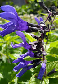 Because annuals generally have a long bloom time, they provide a consistent nectar source for the birds and makes them some of the best hummingbird plants. Black And Blue Salvia Sage Live Perennial Plant Unusual Sapphire Colored Flowers Attract Hummingbirds Starter Size 4 Inch Pot Emerald Tm Emerald Goddess Gardens