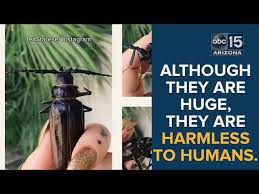 Palo verde beetles in arizona. Monsoon Bugs 8 Things You Want To Know About Palo Verde Beetles Abc15 Digital Youtube