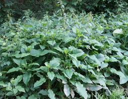 Image result for Dipsacus pinnatifidus