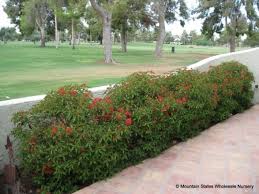 These oleanders are especially useful in gardens of texas, florida and georgia. Hamelia Patens Sierra Red Firebush Hummingbird Bush Texas Firecracker Bush Mountain States Wholesale Nursery