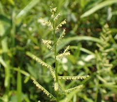 Image result for Panicum pilgeri