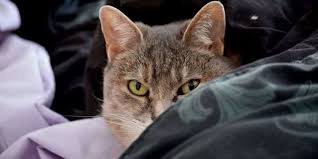 Why Does My Cat Stare At Me While I Sleep Cats Pets Pet Care
