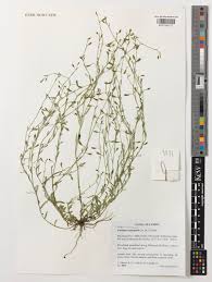 Image result for Gunillaea