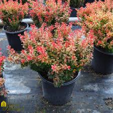 Image result for Berberis