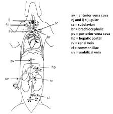 Posted on february 18 2021 by february 18 2021 by. Lab 7 Vertebrate Anatomy Openwetware