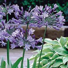 Agapanthus Umbellatum Blue Peter Pan Parkers Wholesale Agapanthus Blue Agapanthus Plants