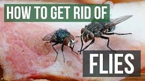 I have outside cats that i feed in a large platter. How To Get Rid Of Flies Fly Control Methods Youtube