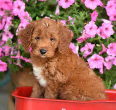 Pin By Anna Coulson On Pups And Stuffs Puppies Poodle Mix Puppies Puppies For Sale