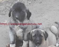 Satilik Kangal Yavrusu Istanbul Kangal Kopek Ciftligi 0545 568 24 25