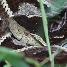Image result for Bothrops asper