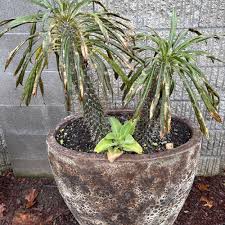 Image result for Pachycarpus eximius