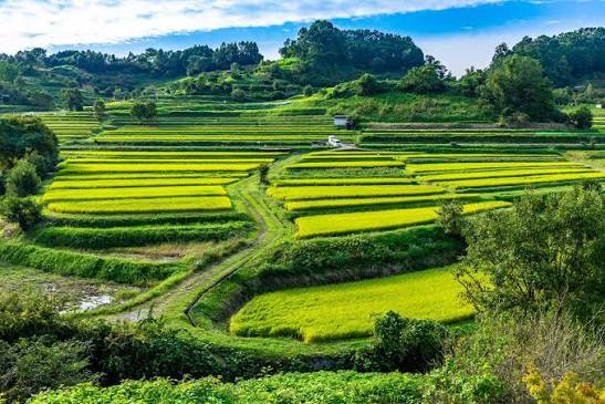Asuka Village Inabuchi rice terraces rural scenery one of Japan's 100 best terraced rice paddies
