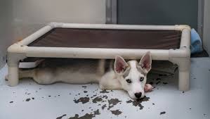 Maybe you would like to learn more about one of these? Dogs Rescued From Puerto Rico Up For Adoption Soon At Evansville S Vhs