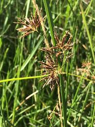 Image result for Cyperus longus