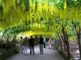 Laburnum Arch Bodnant Garden Wales Gardens Of The World British Garden Wonders Of The World