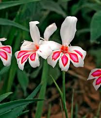 Image result for Gladiolus magnificus