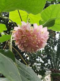 Image result for Dombeya
