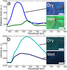 Maybe you would like to learn more about one of these? Liquid Induced Colour Change In A Beetle The Concept Of A Photonic Cell Scientific Reports