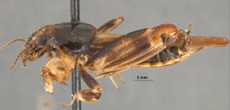 Image result for Tridactyle eggelingii