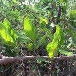 Image result for Afrocanthium mundianum