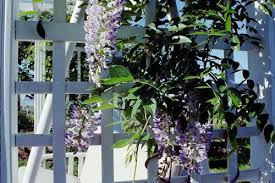 Macrostachys) is a native american vine that will grow to about 25 feet tall, or cover a similar area on a pergola. Pictures Of 3 Year Old Blue Moon Wisteria In Bloom