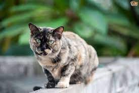 son gunlerini yasayan kediler icin yapilabilecekler kedi9 com