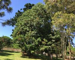 Mehr als 120 campingplätze in frankreich. Castanospermum Australe Gardensonline
