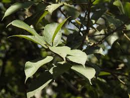 Image result for Ficus exasperata