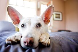 How much does a photographer make in the united states? Celebrity Pet Photographer Grace Chon On Taking The Perfect Photo Of Your Pet Fetch Pet Care