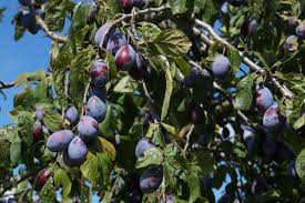 Unser garten ist recht klein und dies quasi der einzige baum den wir pflanzen deswegen wollen wir dies gut überdenken. Welcher Obstbaum Ist Der Richtige Fur Meinen Garten Mein Eigenheim