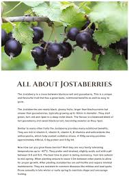 Image result for jostaberry